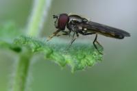 Platycheirus scutatus