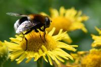 Eristalis intricaria