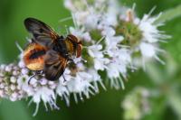 Ectophasia crassipennis