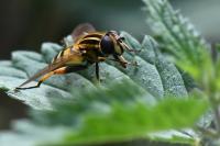Helophilus pendulus