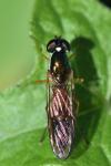 Sargus bipunctatus