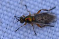 Chorisops tibialis