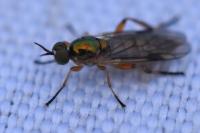 Chorisops tibialis