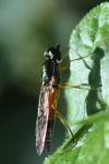 Sargus bipunctatus
