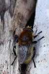 Merodon equestris