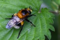 Volucella bombylans