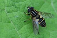 Helophilus pendulus