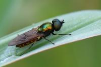 Chloromyia formosa
