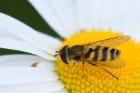Syrphus vitripennis