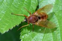 Coenomyia ferruginea