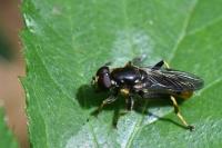 Xylota sylvarum