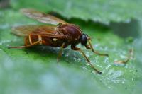 Coenomyia ferruginea