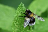 Volucella bombylans