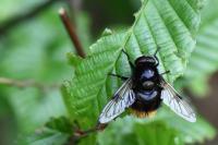 Volucella bombylans