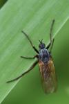Empis tessellata