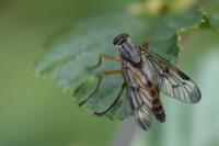 Rhagio scolopaceus