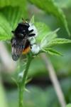 Volucella bombylans