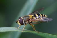 Syrphus ribesii