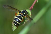 Philhelius citrofasciatus