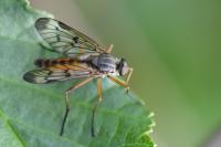 Rhagio scolopaceus