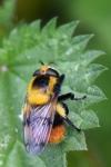Volucella bombylans