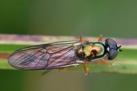 Sargus bipunctatus