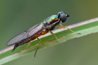 Sargus bipunctatus