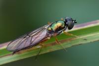 Sargus bipunctatus
