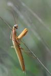 Mantis religiosa