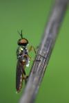 Chorisops tibialis
