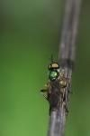 Chorisops tibialis
