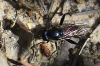 Brachypalpoides lentus