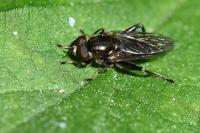 Chalcosyrphus nemorum