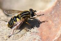 Helophilus pendulus