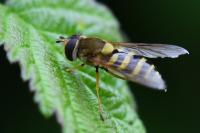 Syrphus ribesii