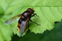 Volucella zonaria