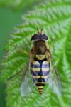 Syrphus ribesii