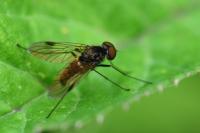 Chrysopilus cristatus