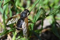 Coenomyia ferruginea