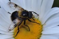 Volucella bombylans