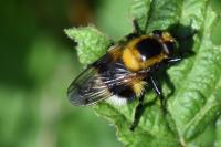 Volucella bombylans