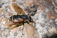 Coenomyia ferruginea