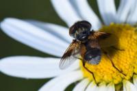 Ectophasia crassipennis