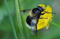 Volucella bombylans