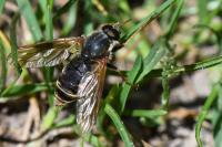 Coenomyia ferruginea