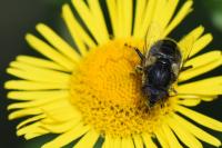 Eristalinus sepulchralis