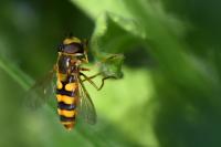 Eupeodes latifasciatus