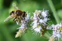 Eristalis nemorum