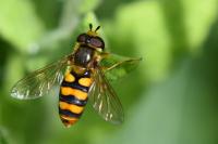 Eupeodes latifasciatus