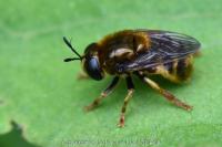 Microdon analis/major